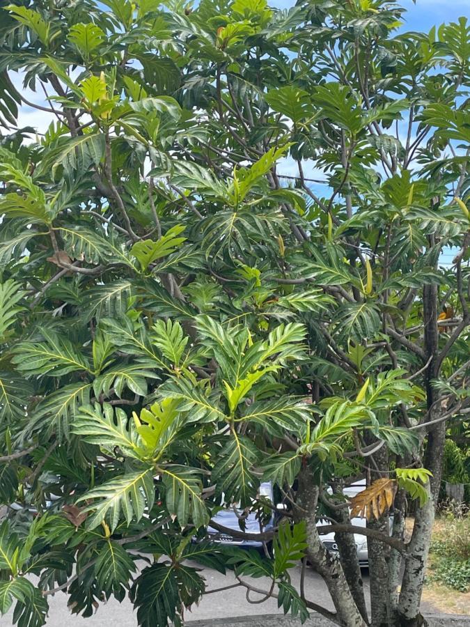 מלון Bras-Panon Arbre A Pain מראה חיצוני תמונה